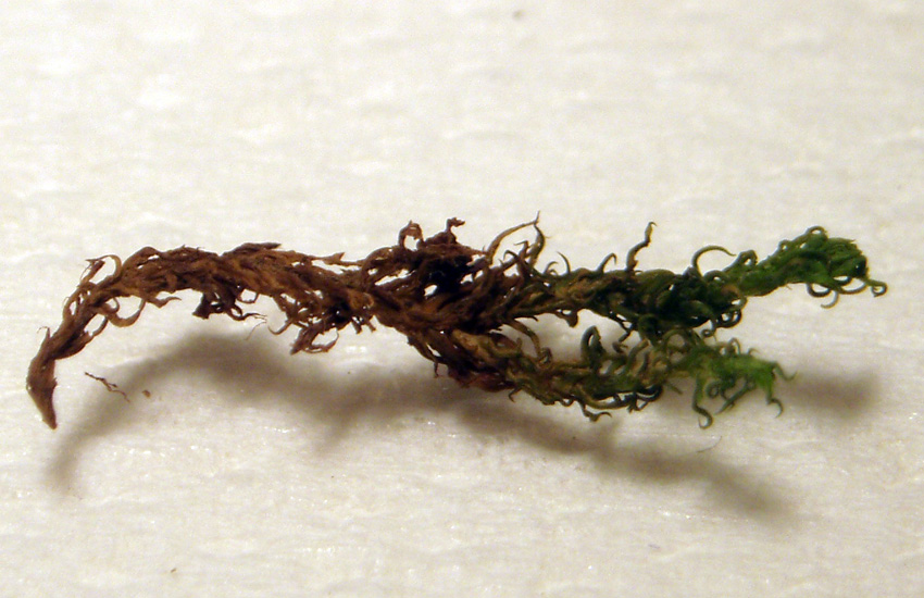 Bryophyta: dubbi sulla sospetta Pleurochaete squarrosa